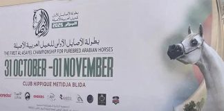 Ooredoo Algérie partenaire officiel du Concours National du Cheval Pur-sang Arabe Al-Asayel