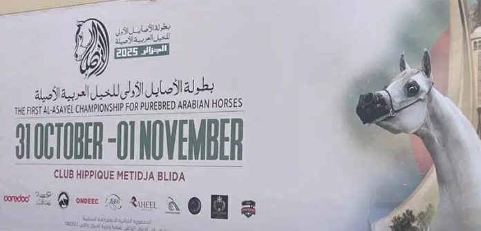 Ooredoo-Algérie-partenaire-officiel-du-Concours-National-du-Cheval-Pur-sang-Arabe-Al-Asayel